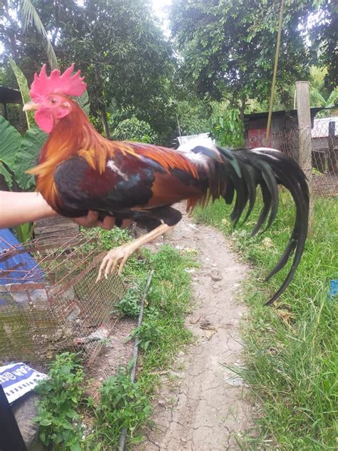 Manok sa Bacolod Murcia Silay Talisay .